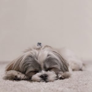 sleephygiene_dog